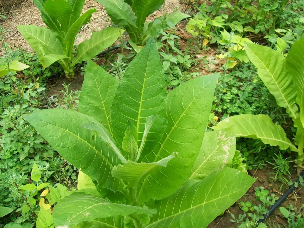 nicotina-planta-tabaco