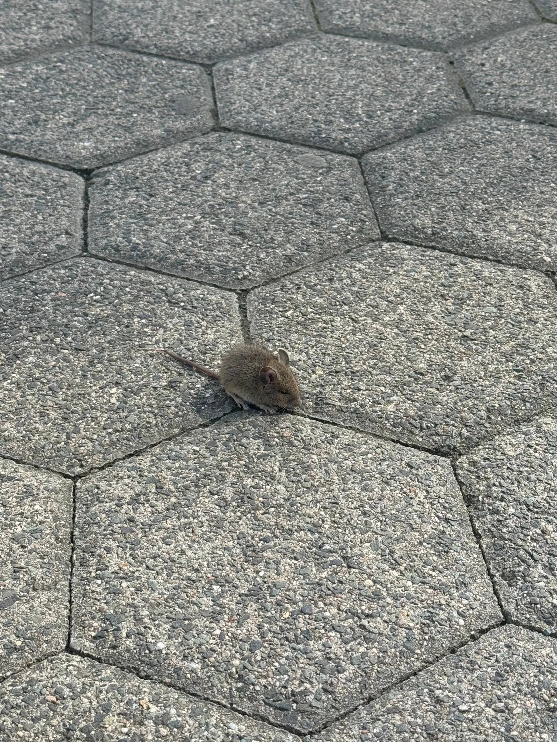 ratilla