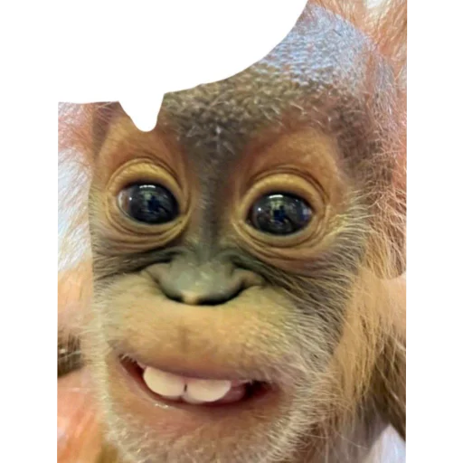mono nerdi